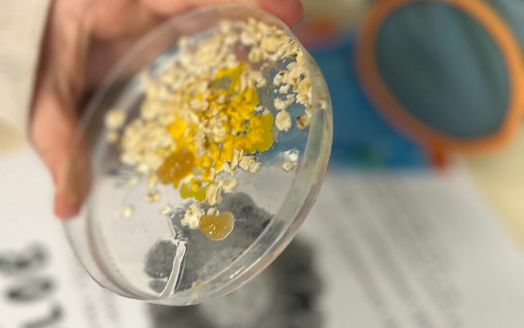Notre élevage de blob en classe !