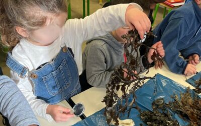 🌊 Découvrir l’océan dès la maternelle